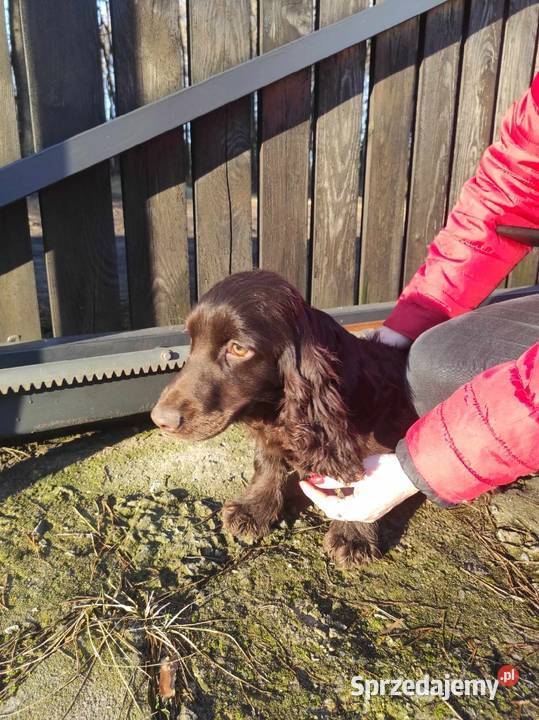 Cocker spaniel czekoladowa suczka Bukowno sprzedam