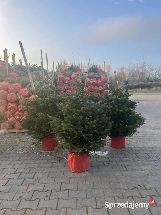 jodła kaukaska rosnąca w donicy kopana cięta60 Pozostałe Grójec