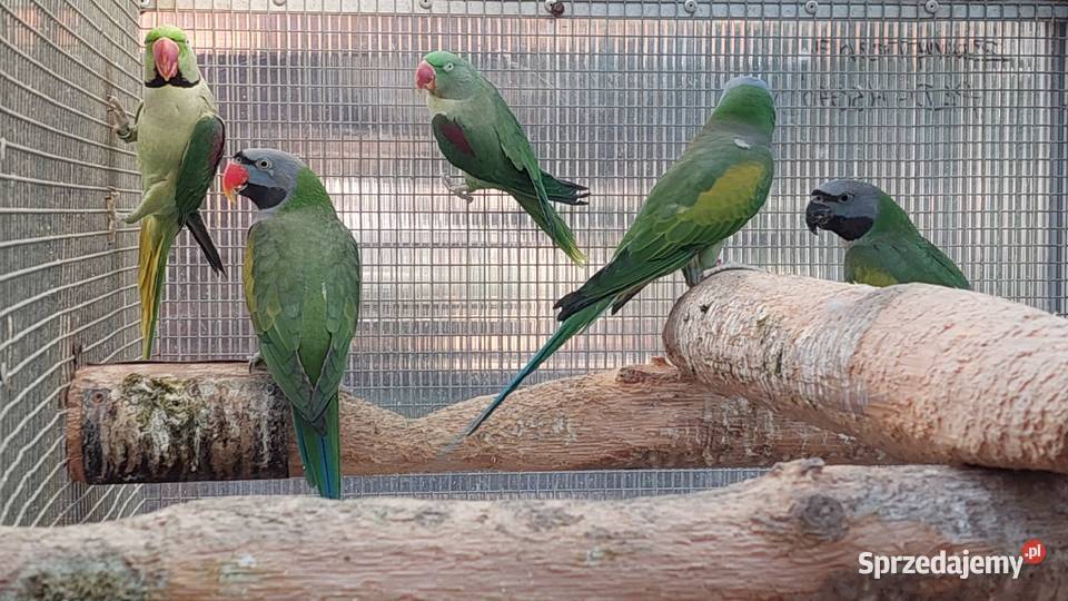 Aleksandretty chińskie para lęgowa i samica z Czarnocin