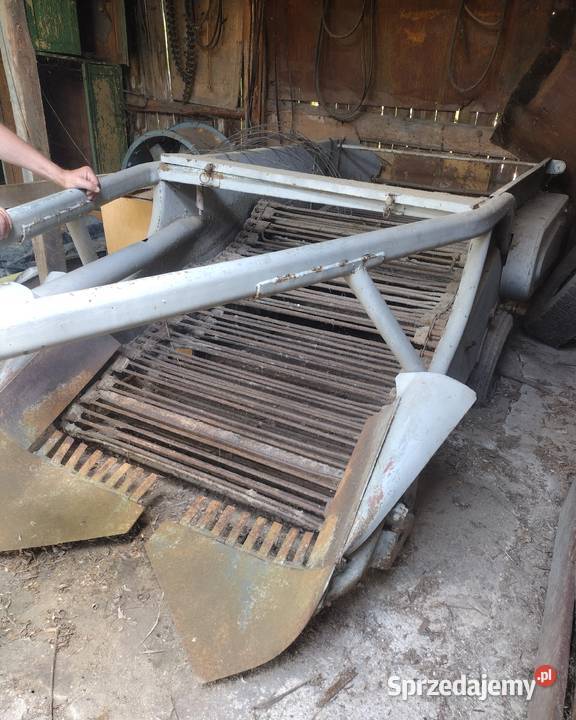 Kopaczka mazowieckie Kampinos