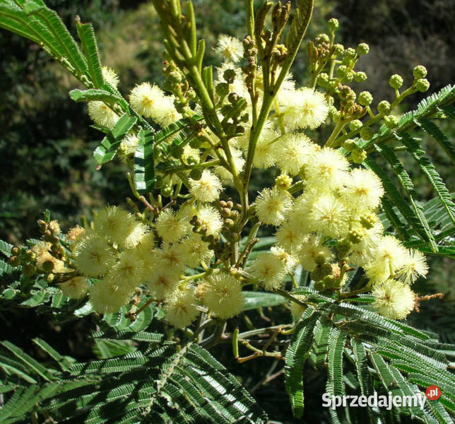 AKACJA MEARNSII Acacia mearnsii NASIONA 100g sprzedam