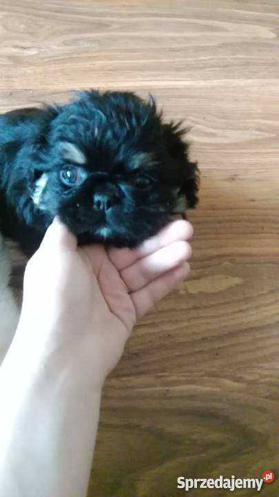 Śliczne pekińczyki suczki małopolskie Kraków