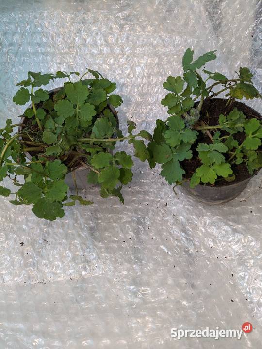 Glistnik jaskółcze ziele sadzonki Kraków