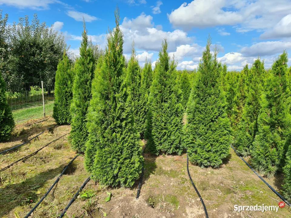 Tuja SzmaragdThuja Smaragd 220 i WYŻSZE SUPER Warszawa