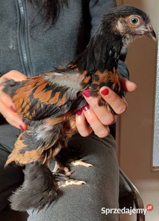 Na sprzedaż młodzież Brahma Olbrzymia Nowe Miasto Lubawskie