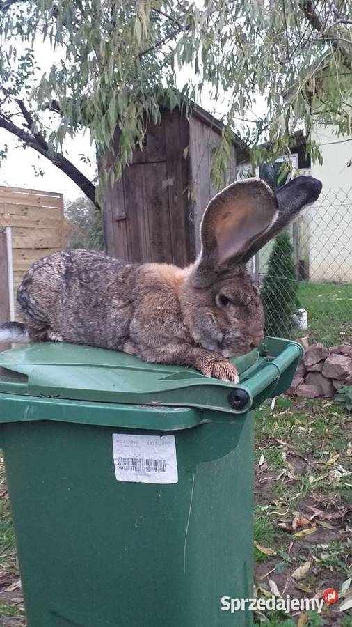 Olbrzymy Belgijskie BOSS Gryzonie świętokrzyskie Łagów