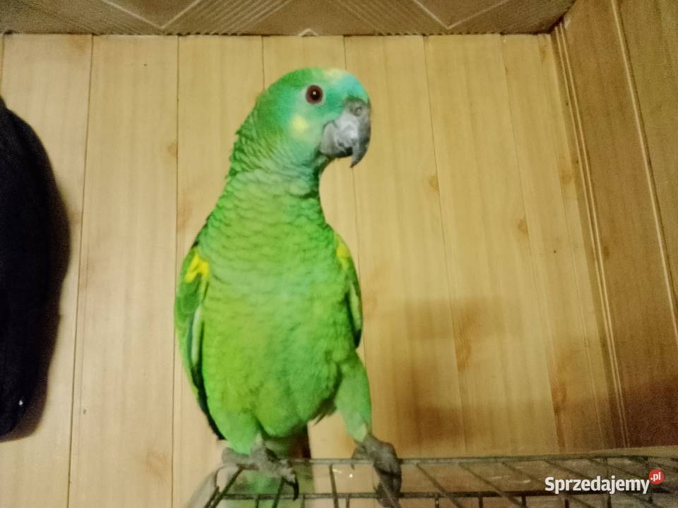 Amazonki papugi małopolskie Wieliczka sprzedam