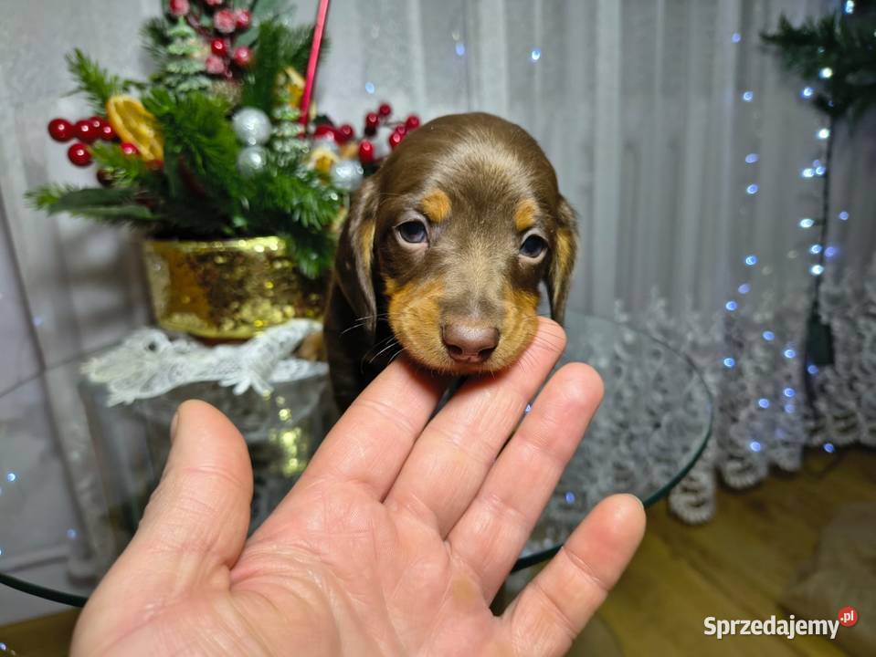 Jamniczek Choco Czekoladowy Żychlin