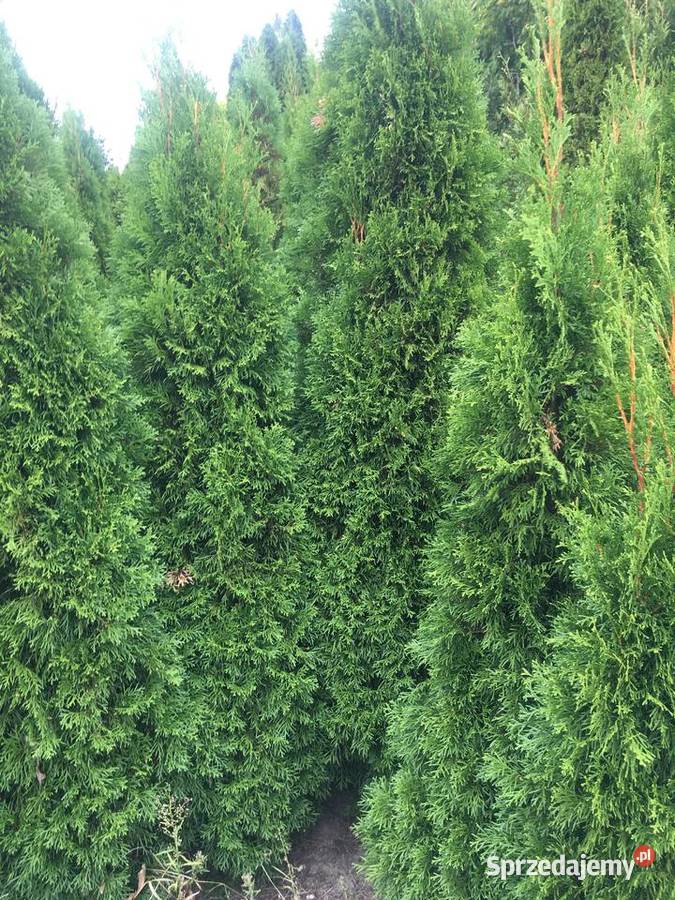 OkazjaSzmaragdy różnej wysokości 150180 200 wielkopolskie Sompolno