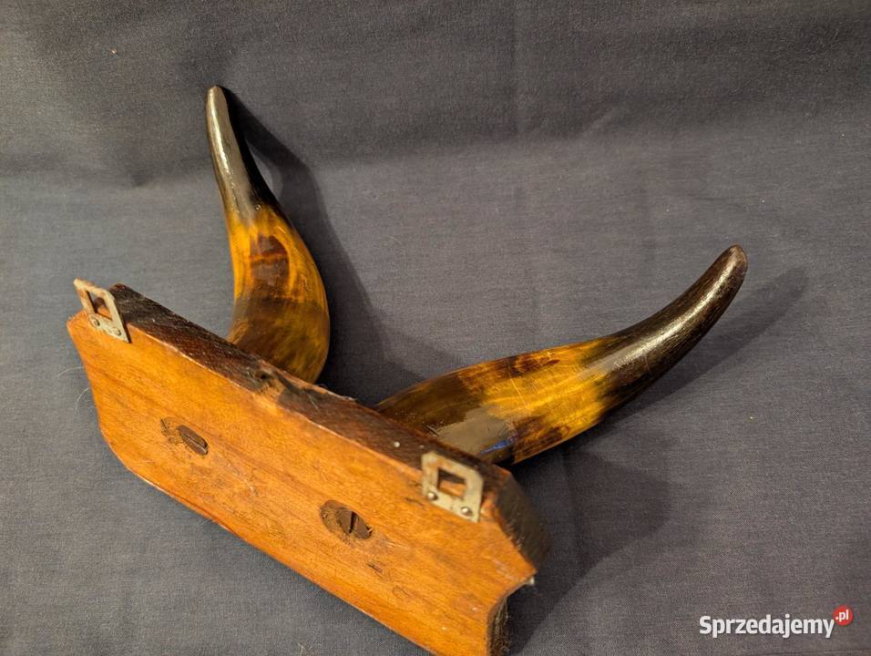 Vintage Wieszak Ścienny Polerowane Rogi Design Piła