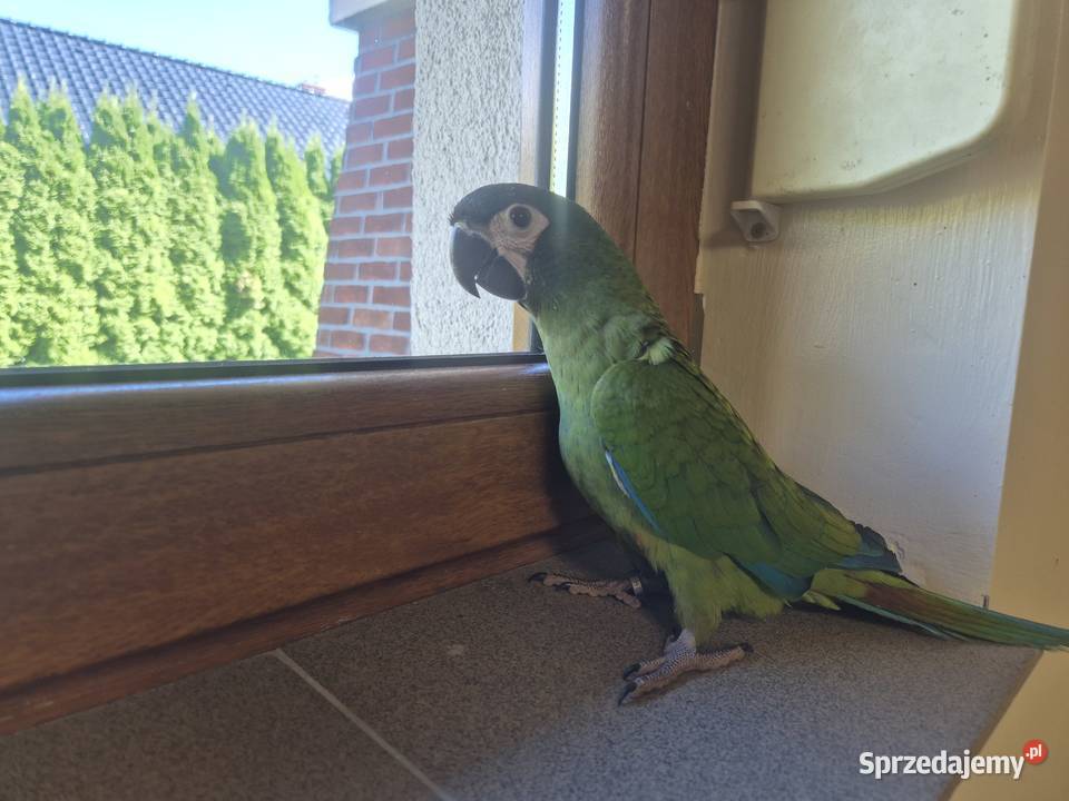 Ara Marakana ręcznie karmiona Rakoniewice