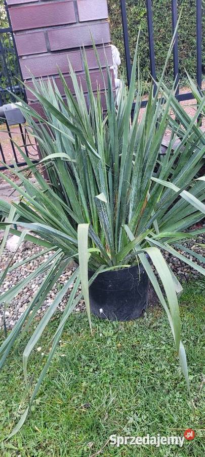 Juka ogrodowa biała Żory