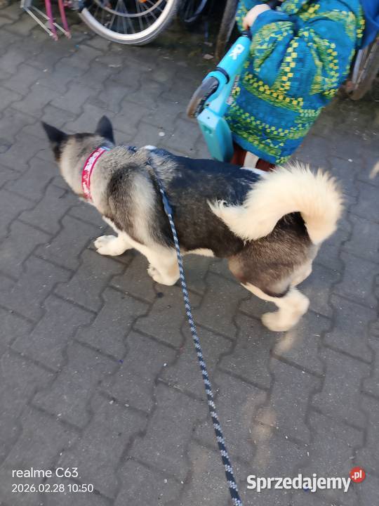 American Akita Dziewczynka Bielawa