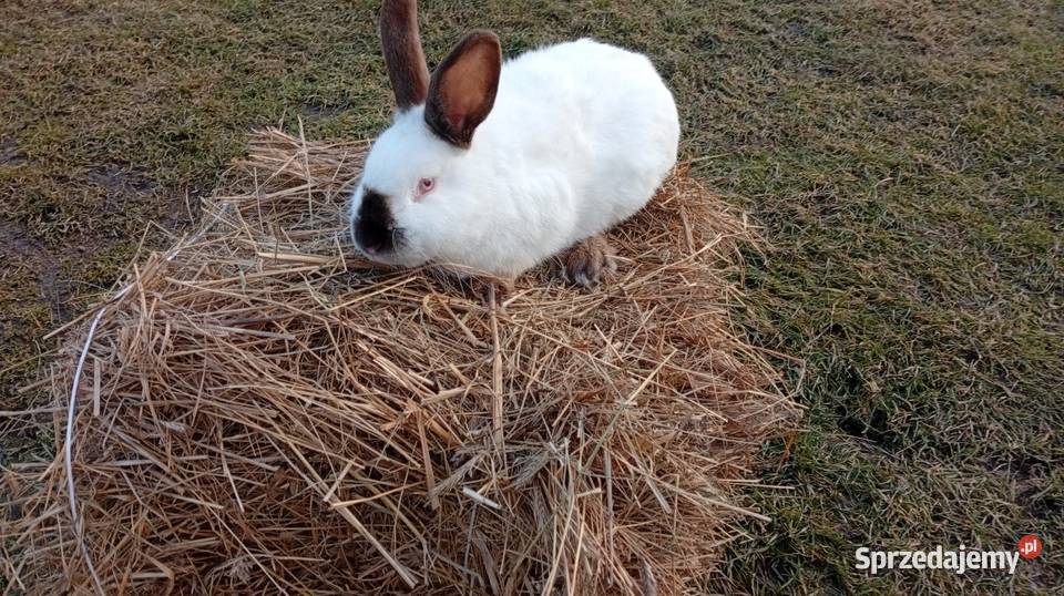 Krolik Kalifornijski samiec