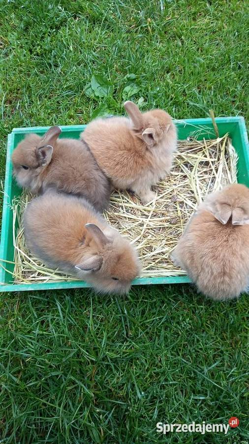 Króliki miniaturki Olchowa