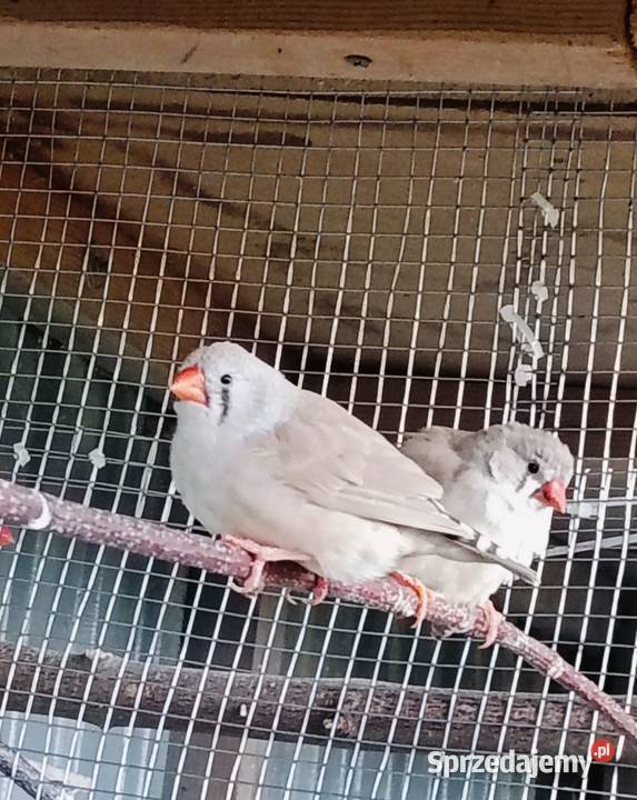 Zeberki wystawowe Jastrzębie-Zdrój sprzedam