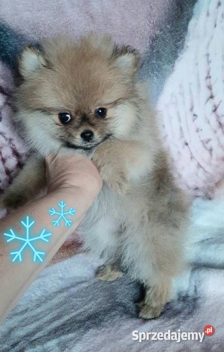Szpic miniaturowy pomeranian Szpic miniaturowy Pabianice