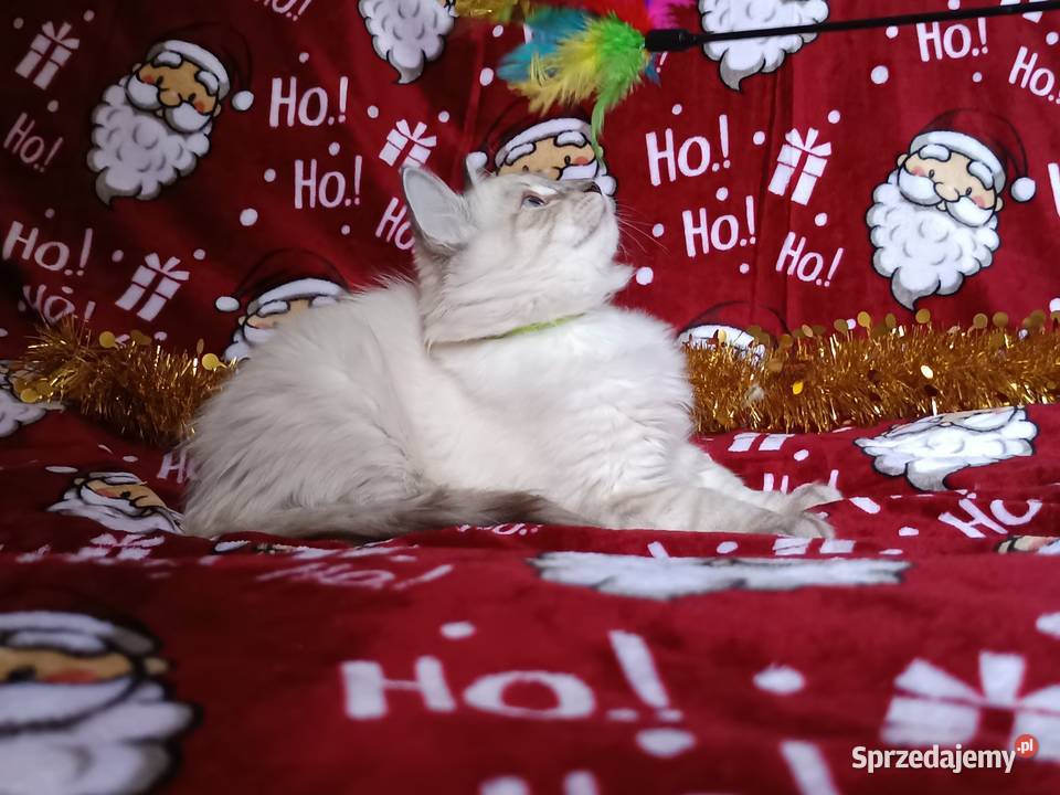 Koty Syberyjskie Neva Masquerade NUGGETS