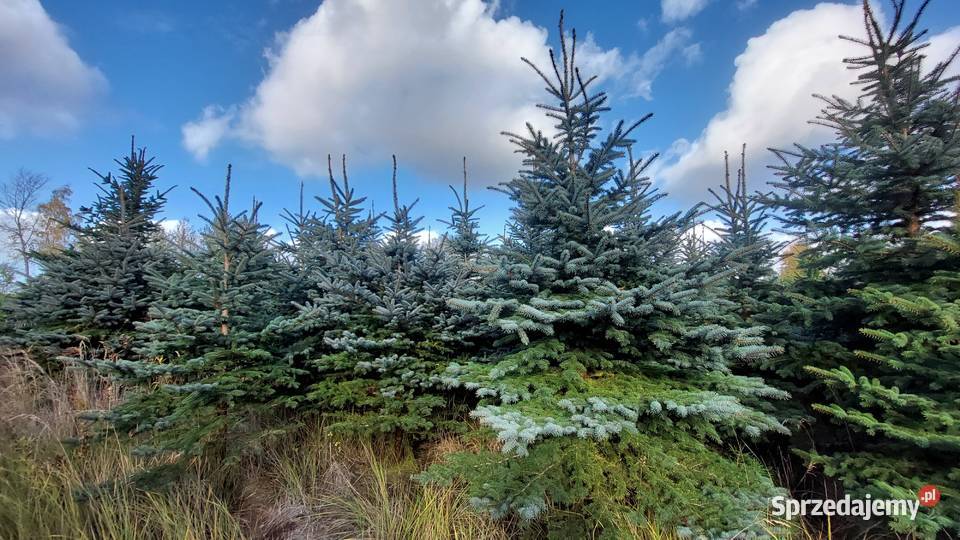 świerk srebrny 15 25m Plantacja mazowieckie Osuchów