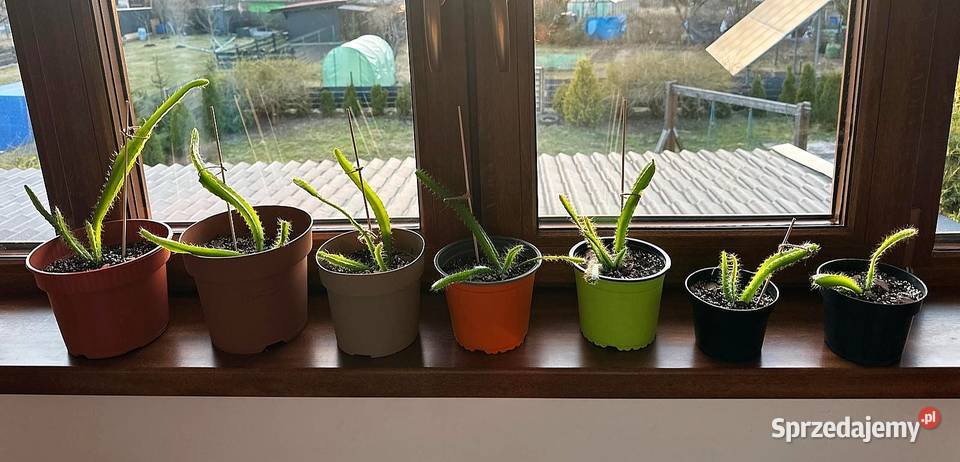 Smoczy owoc Pitaja Dragon Fruit Egzotyczny Dom i Ogród Białogard