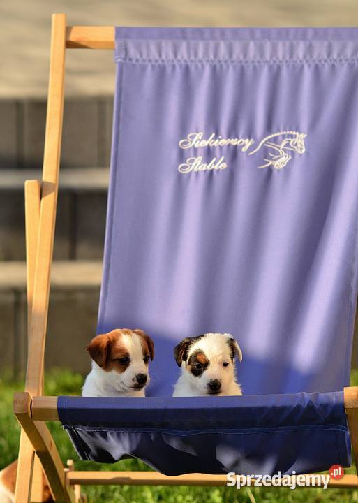 Przepiękna suczka rasy Jack Russell Terrier Radziejów