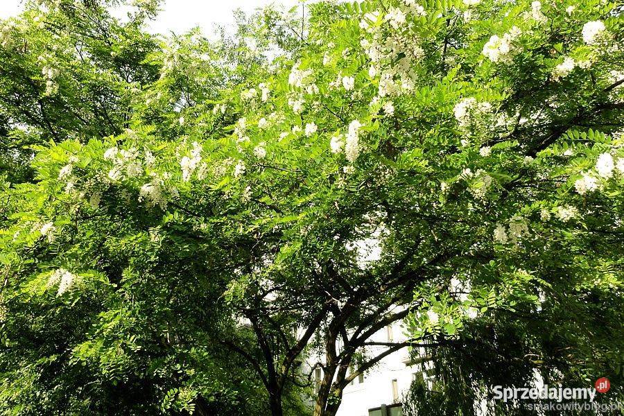 Robinia akacjowa Robinia pseudoacacia obwód 810 sprzedam