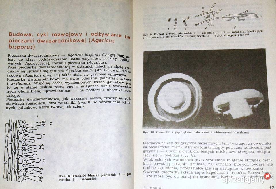 Pieczarka Krystian Szudyga Pozostałe Chełm