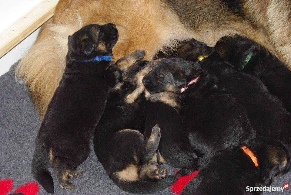 owczarek niemiecki długowłosy szczeniaki Gdynia