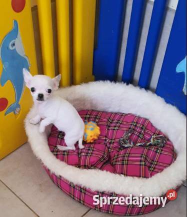 ChihuahuaCziłała śliczny biały piesek Częstochowa