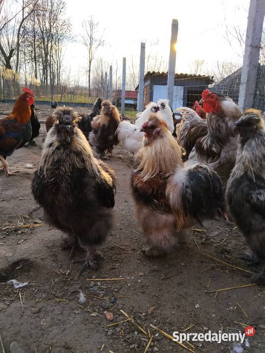 Koguty Silka PROMOCJA podkarpackie Tarnobrzeg sprzedam