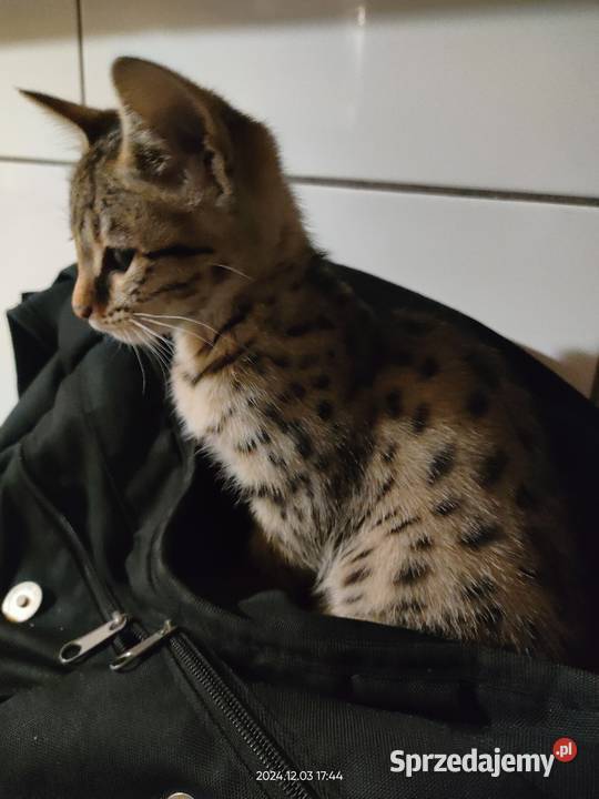 Kot savannah F4 Jarantowice