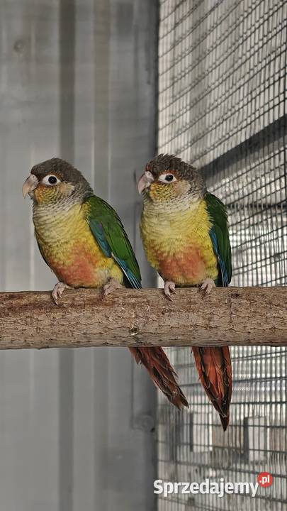 Rudosterka Rudosterki młode