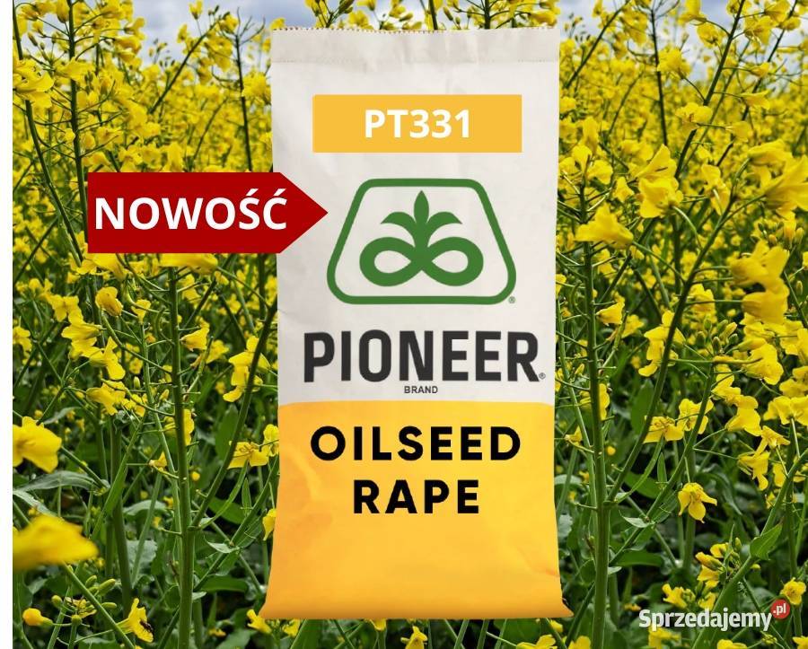 Nasiona rzepaku Pioneer PT331 odporny na kiłę Łabiszyn