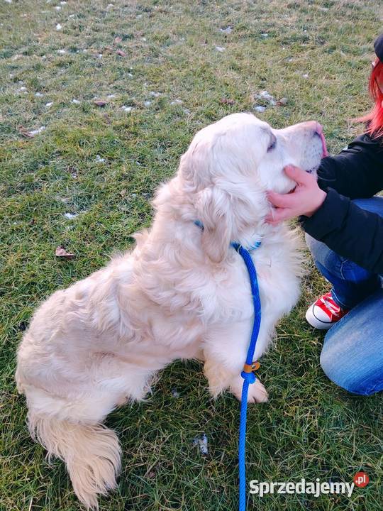 Piękny kremowy Golden Retriever 2 lata łagodny Radomsko