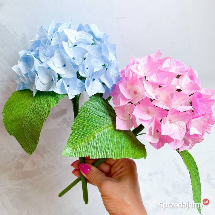 Hortensja z krepiny włoskiej lubuskie Zielona Góra
