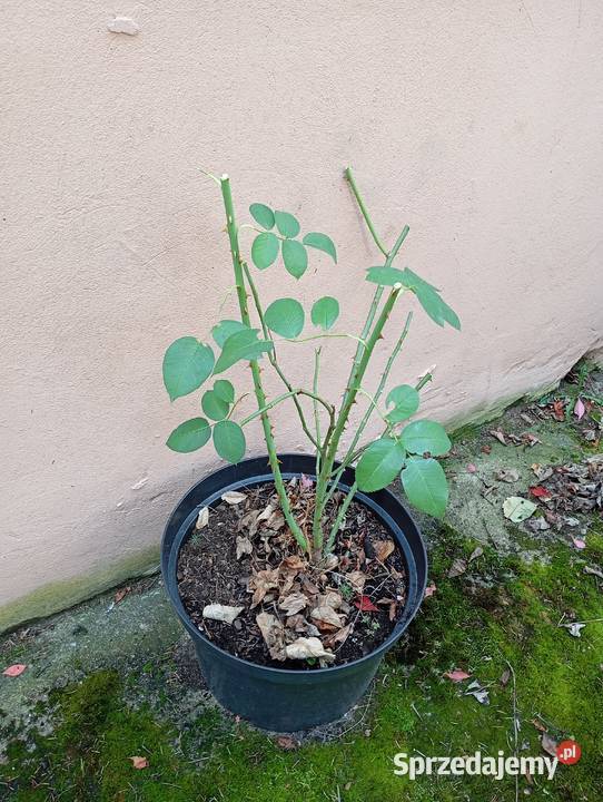 sprzedam róże w różnych kolorach biały czerwony sprzedam