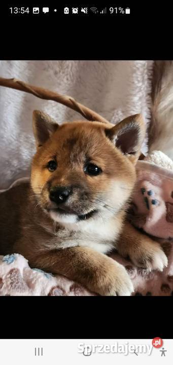 Shiba Inu Krasne
