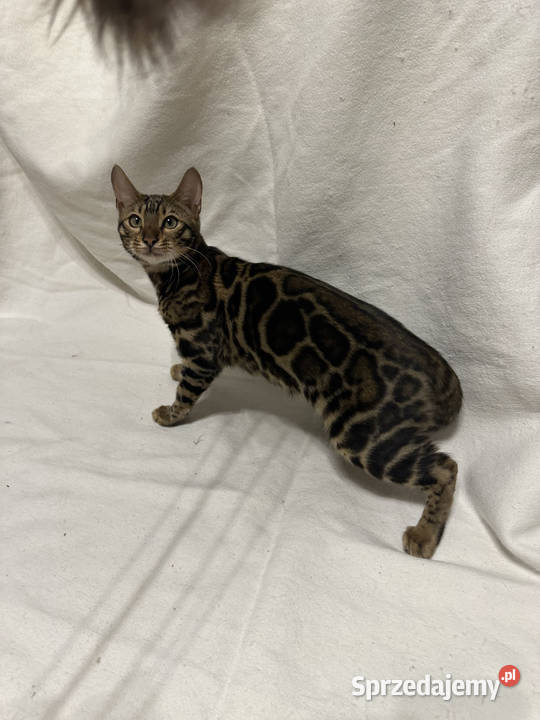 Bengalska samica Bloom 5 mies Dark Brown Spotted Koty