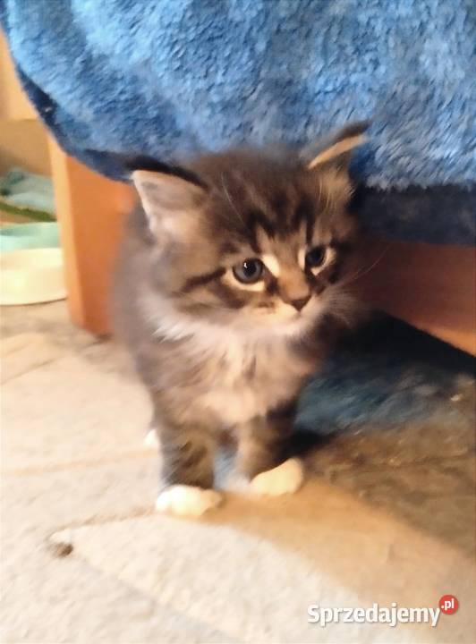 Piorun to śliczny kotek rasy Maine Coon