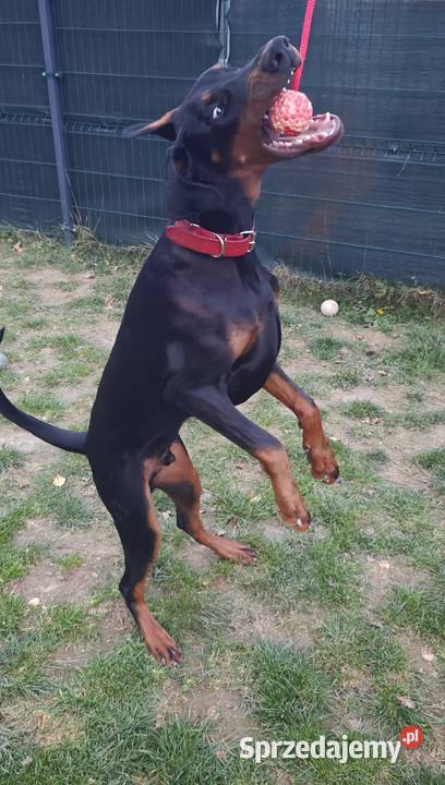 Newton Championie stabilny inteligentny z Lublin