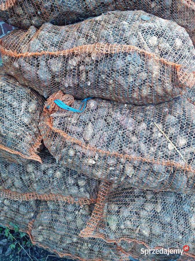 Topinambur słonecznik bulwiasty Ostrzeszów