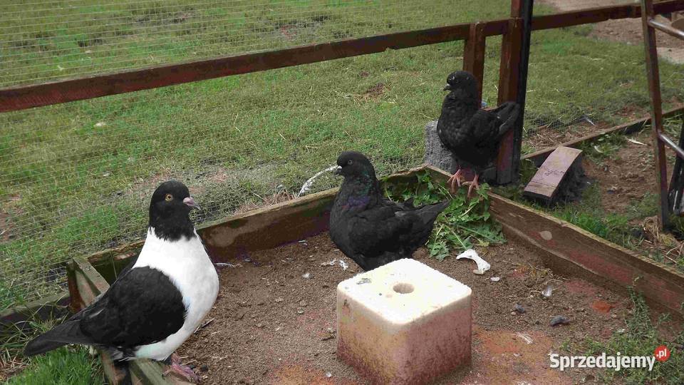 sprzedam gołębie Podborze