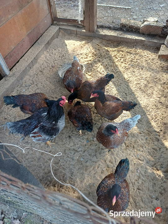 Bojowiec indyjski Marzenin sprzedam