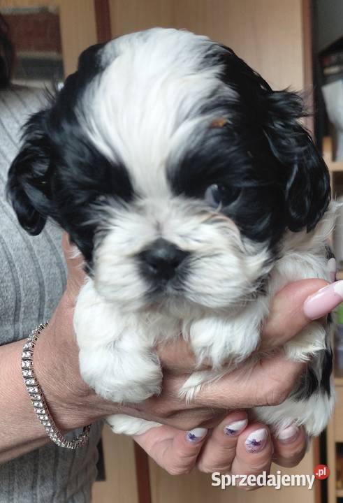 Szczeniaczki Shih tzu wielkopolskie sprzedam