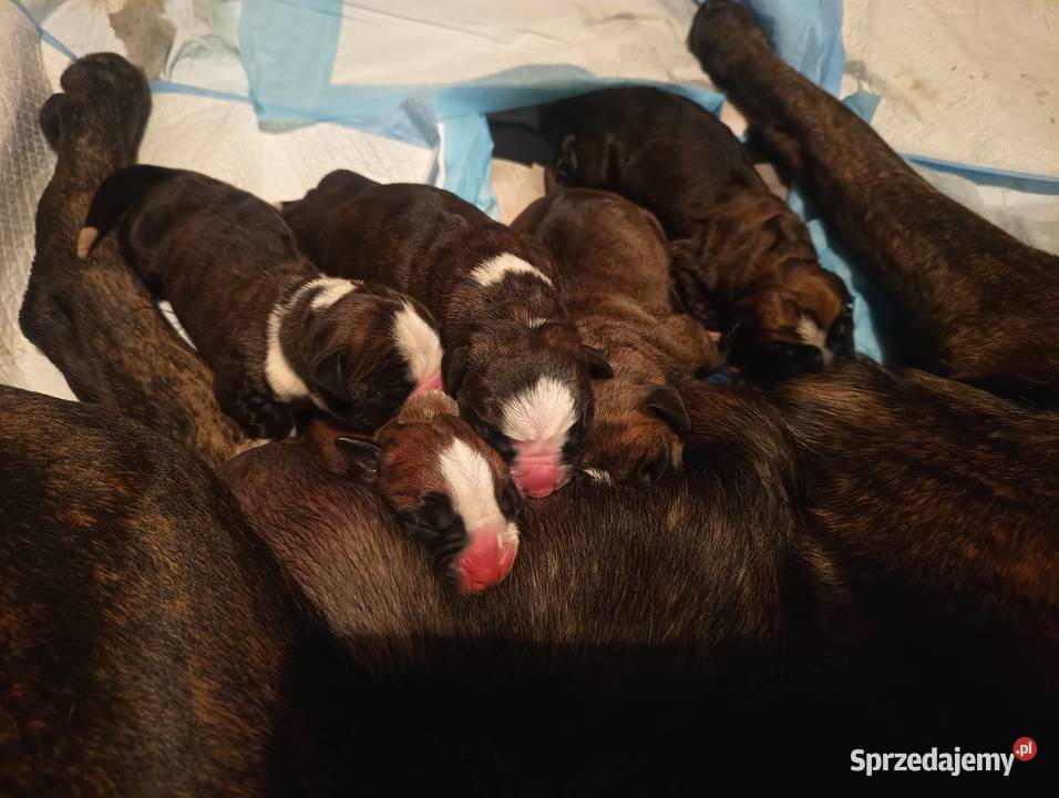 Szczeniaki bokser Zwierzęta Łęczna