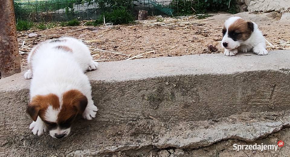 Jack Russell Terrier wielkopolskie Kłodawa