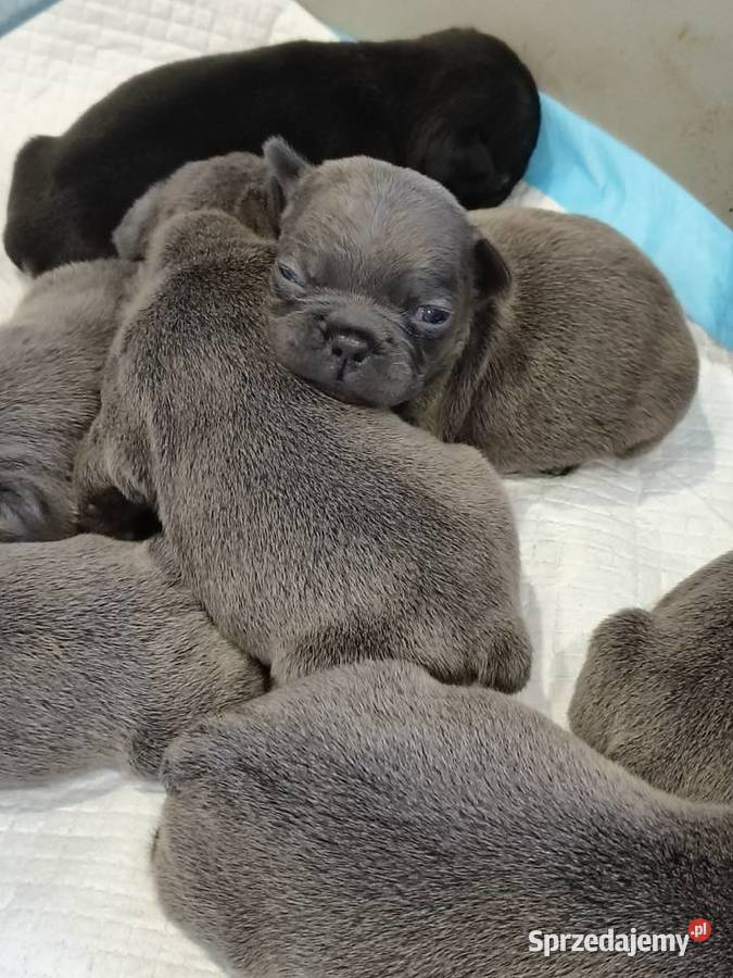 Buldogi francuskie niebieskie Bartoszyce sprzedam
