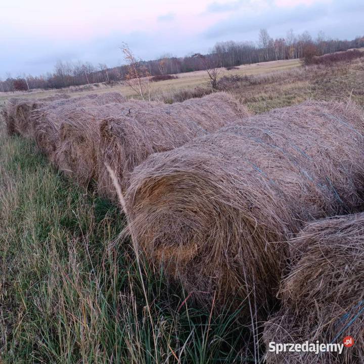 Bele siana 120x120 Folusz