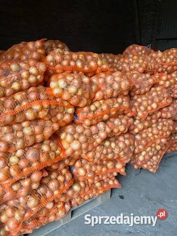 Sprzedam cebulę Podmarszczyn