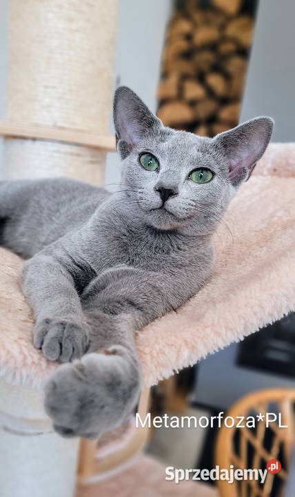 Kocięta rosyjskie niebieskie Legionowo